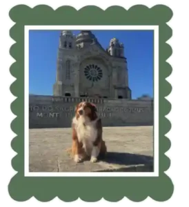 Bucky Australian shepperd dog in front of the church in Viana de Castelo North Portugal