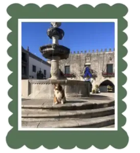 Austrailian shepperd dog on the steps of the fountain in a square in Viana do Castelo North Portugal