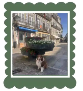 Perro pastor australiano sentado al frente de unas flores en una plaza del centro de Viana De Castelo en el norte de Portugal