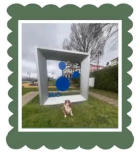 Pastor australiano en frente de una escultura representando agua