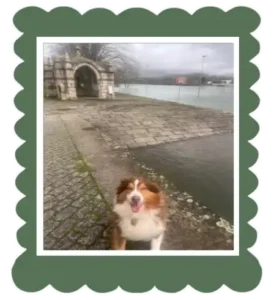 Perro pastor australiano sentado a la vera de un rio