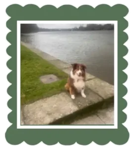 pastor australiano sentado aal lado de un rio